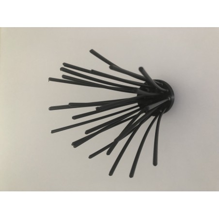 Sea Urchin